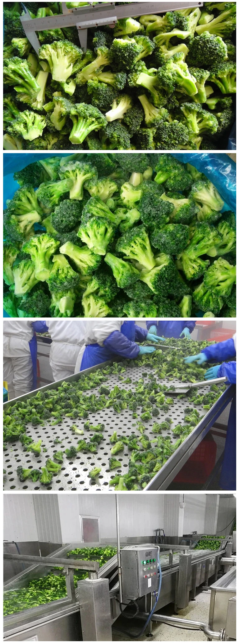 Frozen Vegetable, Frozen Broccoli