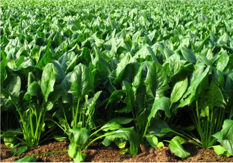 Fresh Chopped Spinach for Sale Frozen Spinach Vegetables Food Fruit Factory Price Spinach Hot Sell with Certification
