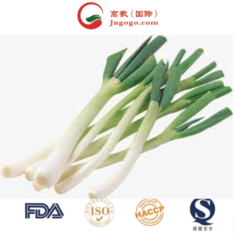 Wholesale High Grade Frozen Green Spring Onion with Certification