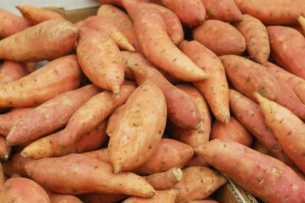 New Crop Frozen Sweet Potato