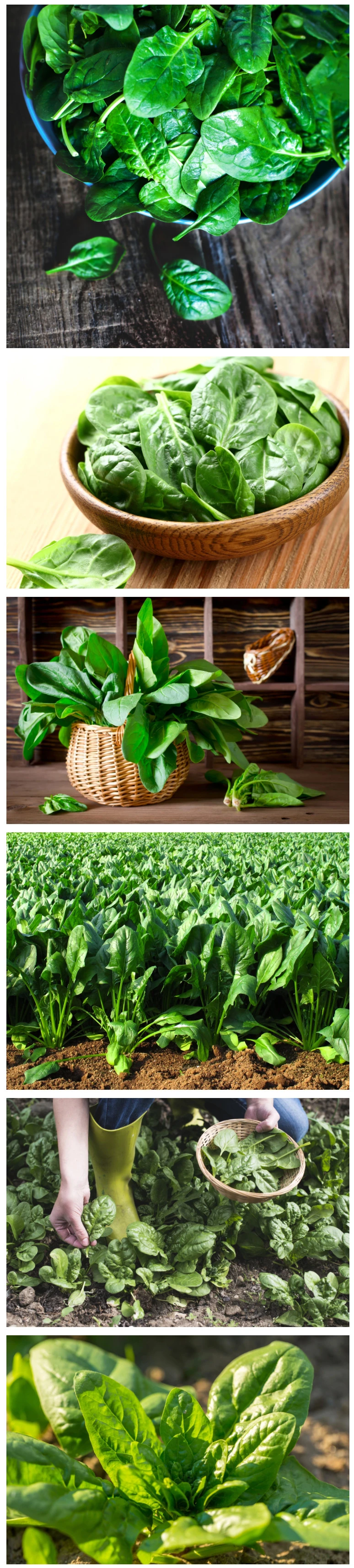 China New Crop IQF Frozen Spinach Chopped Spinach Supplier