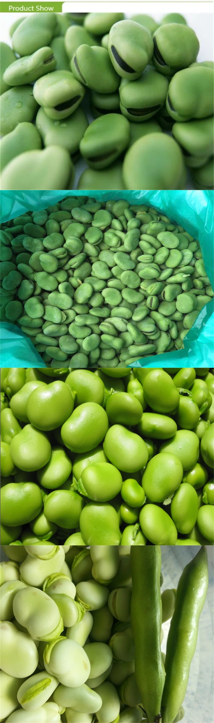 New Crop Frozen Fava Green Broad Beans Kernels with Export Quality