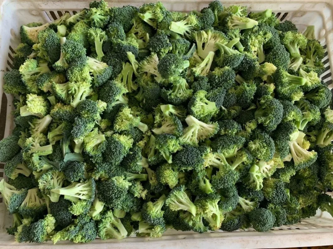 Health Non-Additive Fresh IQF Food Frozen Broccoli Flowers Vegtable