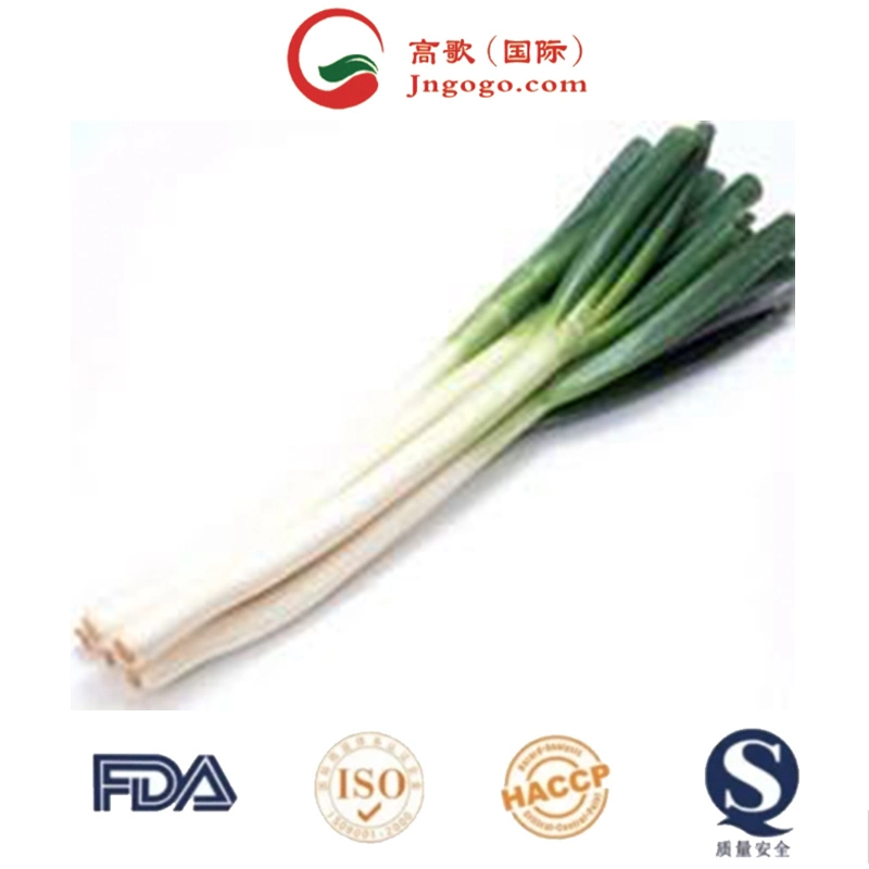 Wholesale High Grade Frozen Green Spring Onion with Certification