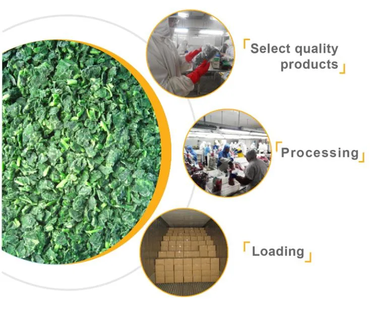 China New Crop IQF Frozen Spinach Chopped Spinach Supplier