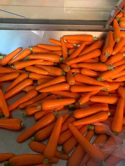 First Quality IQF Carrot Strips and Frozen Vegetables