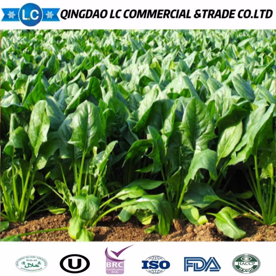 Organic IQF Broken Grounded Frozen Spinach